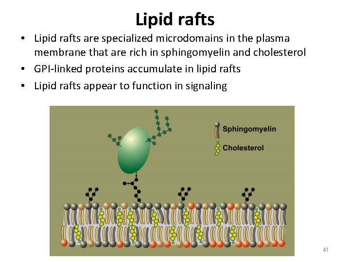 Lipid rafts • Lipid rafts are specialized microdomains in the plasma membrane that are