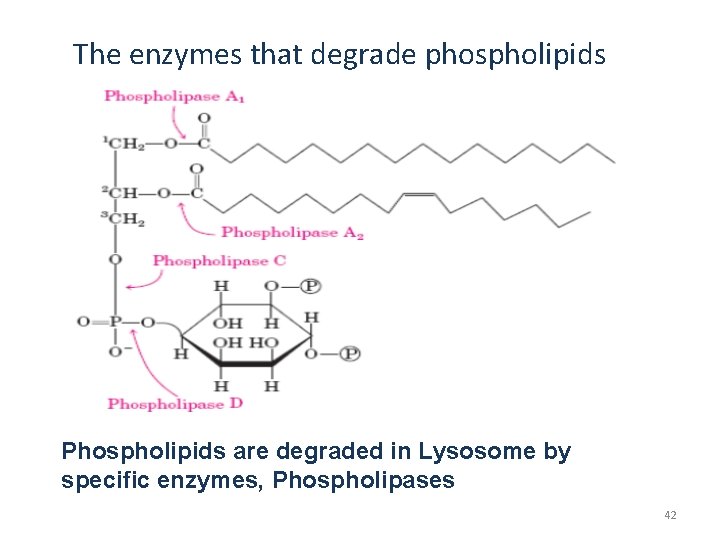 The enzymes that degrade phospholipids Phospholipids are degraded in Lysosome by specific enzymes, Phospholipases