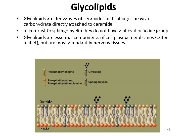 Glycolipids • Glycolipids are derivatives of ceramides and sphingosine with carbohydrate directly attached to