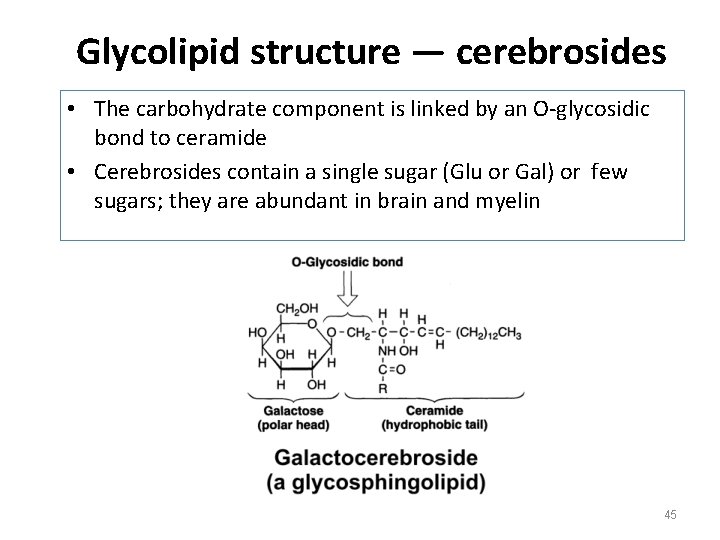 Glycolipid structure — cerebrosides • The carbohydrate component is linked by an O-glycosidic bond