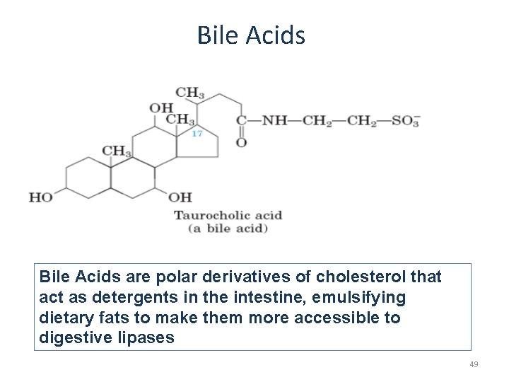 Bile Acids are polar derivatives of cholesterol that act as detergents in the intestine,