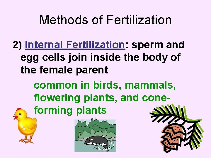 Methods of Fertilization 2) Internal Fertilization: sperm and egg cells join inside the body