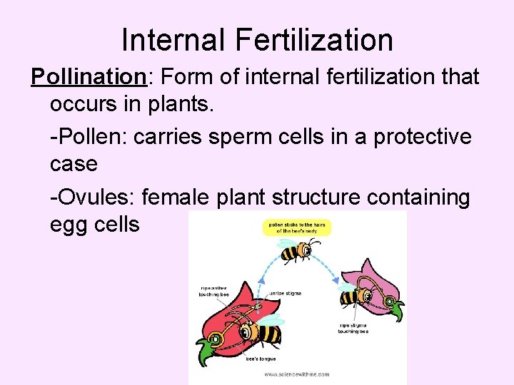 Internal Fertilization Pollination: Form of internal fertilization that occurs in plants. -Pollen: carries sperm