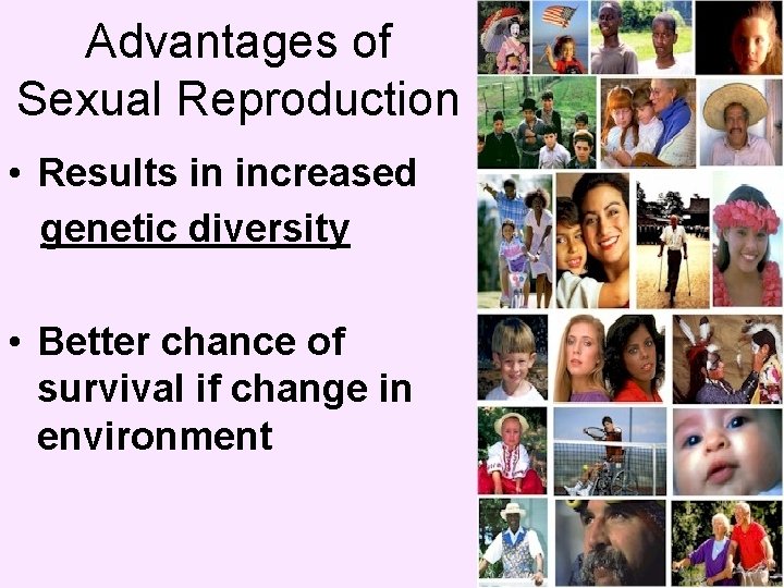 Advantages of Sexual Reproduction • Results in increased genetic diversity • Better chance of
