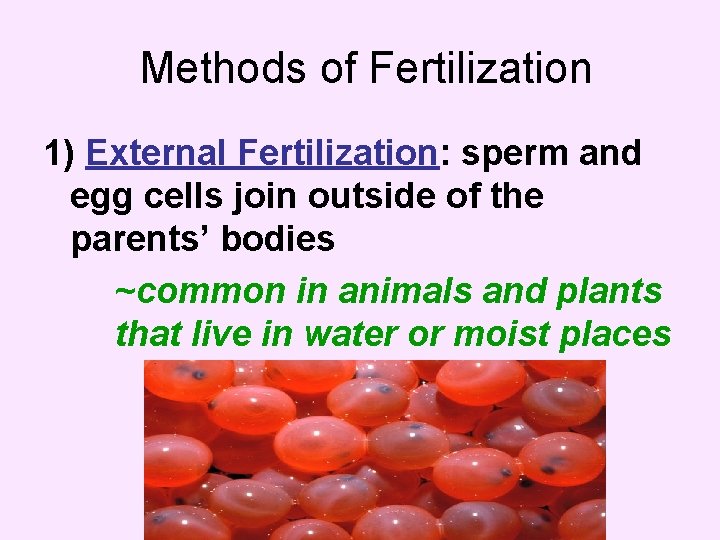 Methods of Fertilization 1) External Fertilization: sperm and egg cells join outside of the