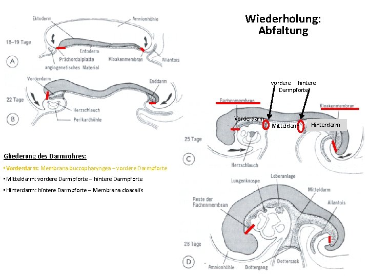 Wiederholung: Abfaltung vordere hintere Darmpforte Vorderdarm Gliederung des Darmrohres: • Vorderdarm: Membrana buccopharyngea –