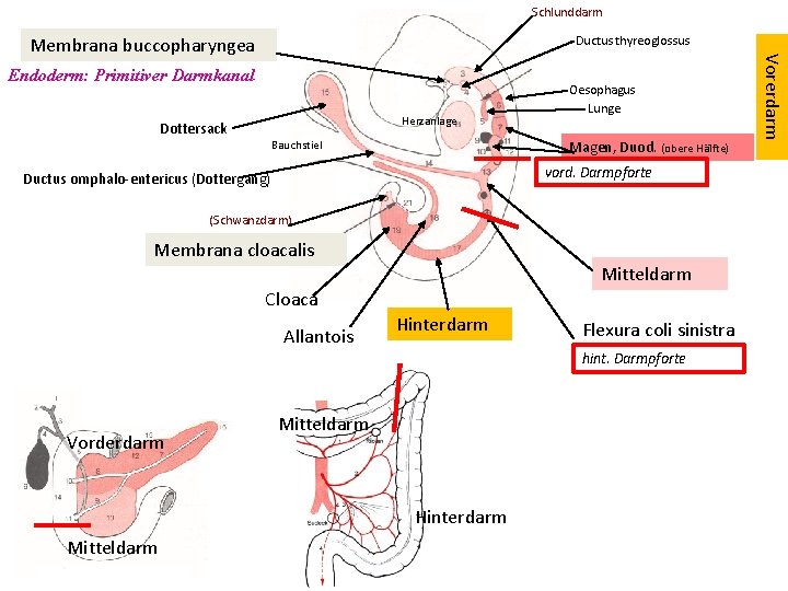 Schlunddarm Membrana buccopharyngea Ductus thyreoglossus Herzanlage Dottersack Oesophagus Lunge Magen, Duod. (obere Hälfte) Bauchstiel
