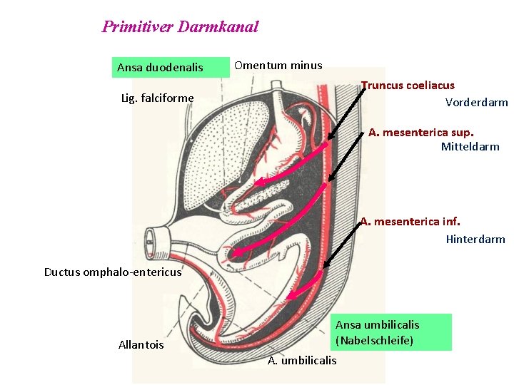 Primitiver Darmkanal Ansa duodenalis Omentum minus Truncus coeliacus Vorderdarm Lig. falciforme A. mesenterica sup.