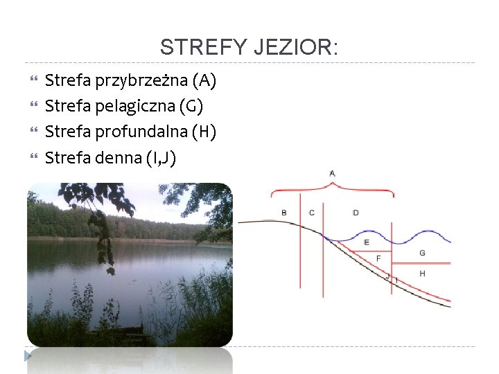 STREFY JEZIOR: Strefa przybrzeżna (A) Strefa pelagiczna (G) Strefa profundalna (H) Strefa denna (I,