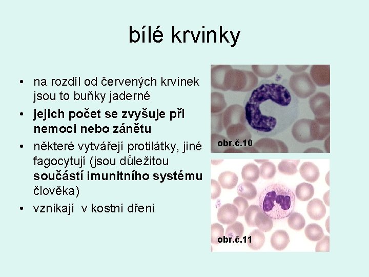 bílé krvinky • na rozdíl od červených krvinek jsou to buňky jaderné • jejich