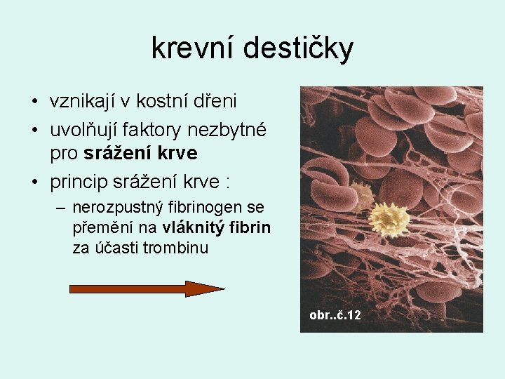 krevní destičky • vznikají v kostní dřeni • uvolňují faktory nezbytné pro srážení krve