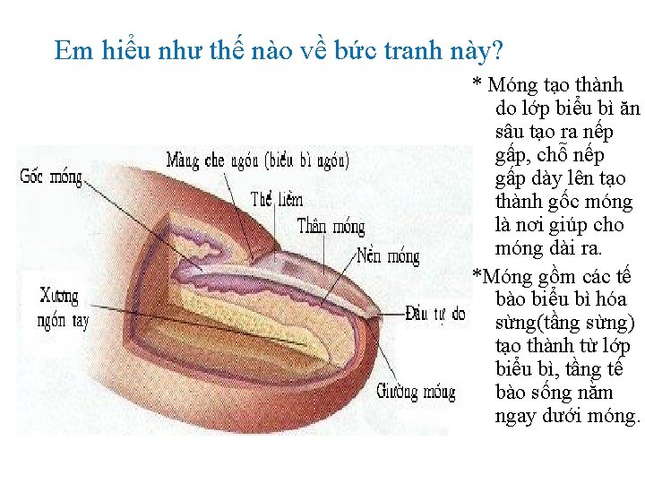 Em hiểu như thế nào về bức tranh này? * Móng tạo thành do