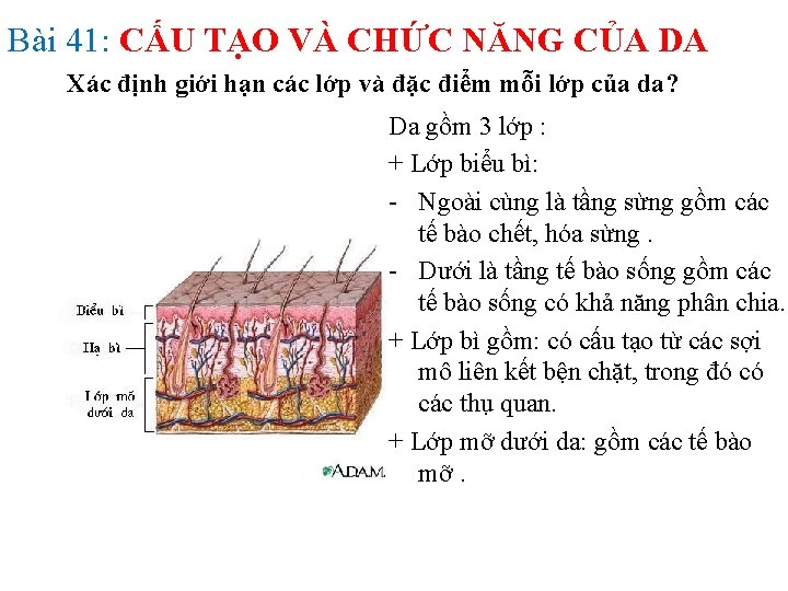 Bài 41: CẤU TẠO VÀ CHỨC NĂNG CỦA DA Xác định giới hạn các