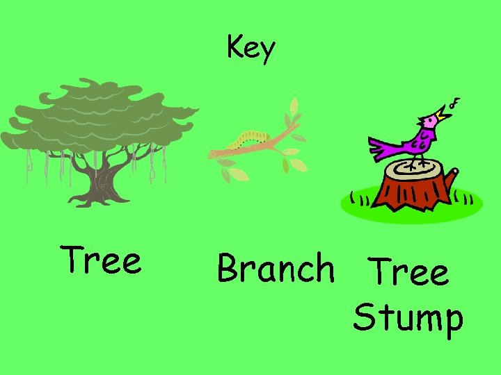 Key Tree Branch Tree Stump 