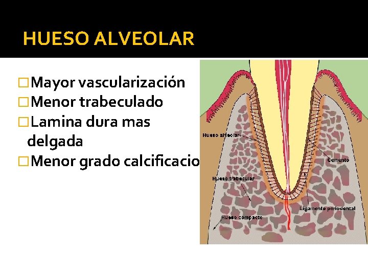 HUESO ALVEOLAR �Mayor vascularización �Menor trabeculado �Lamina dura mas delgada �Menor grado calcificacion 