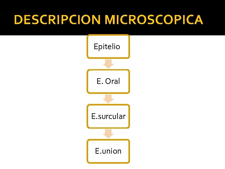 DESCRIPCION MICROSCOPICA Epitelio E. Oral E. surcular E. union 