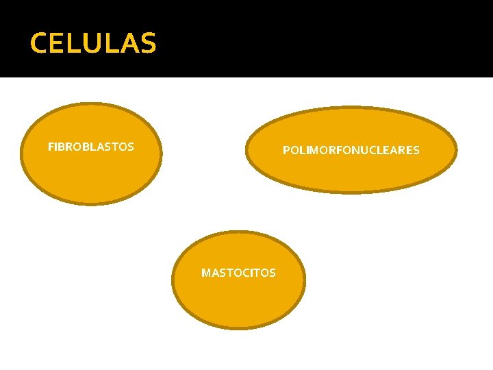 CELULAS FIBROBLASTOS POLIMORFONUCLEARES MASTOCITOS 