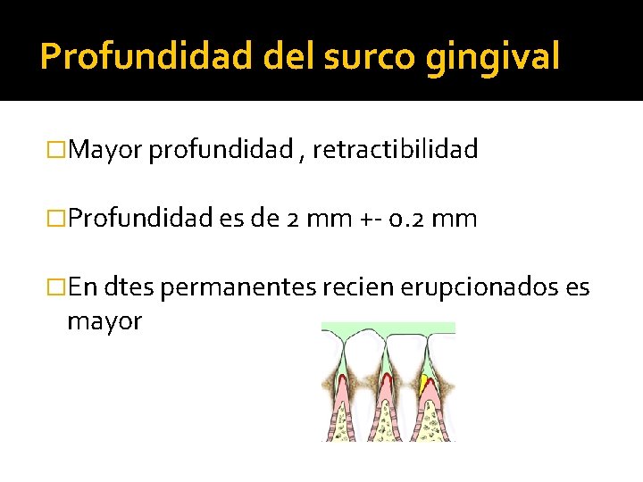 Profundidad del surco gingival �Mayor profundidad , retractibilidad �Profundidad es de 2 mm +-