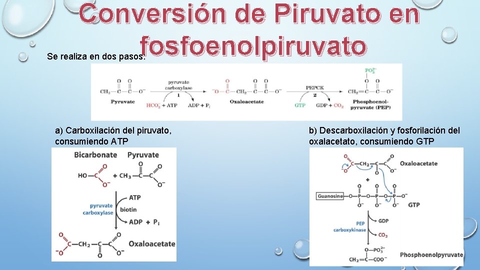 Conversión de Piruvato en fosfoenolpiruvato Se realiza en dos pasos: a) Carboxilación del piruvato,