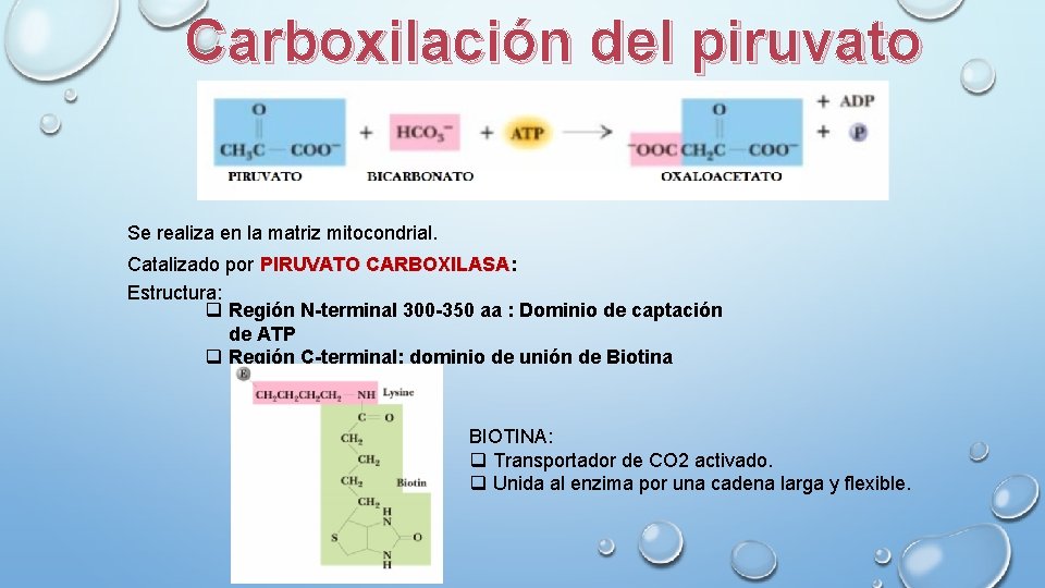 Carboxilación del piruvato Se realiza en la matriz mitocondrial. Catalizado por PIRUVATO CARBOXILASA: CARBOXILASA