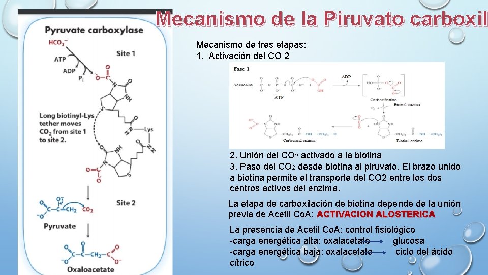 Mecanismo de la Piruvato carboxila carboxil Mecanismo de tres etapas: 1. Activación del CO