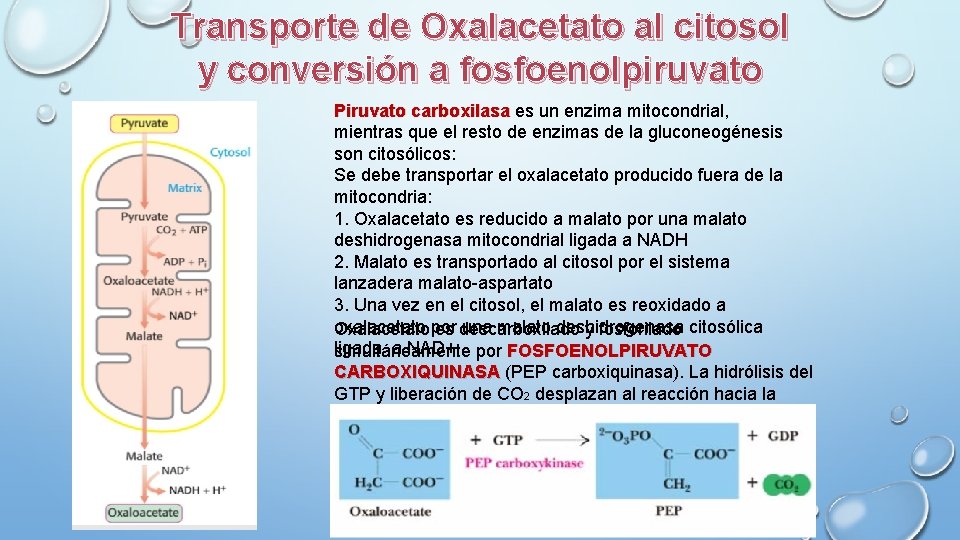 Transporte de Oxalacetato al citosol y conversión a fosfoenolpiruvato Piruvato carboxilasa es un enzima