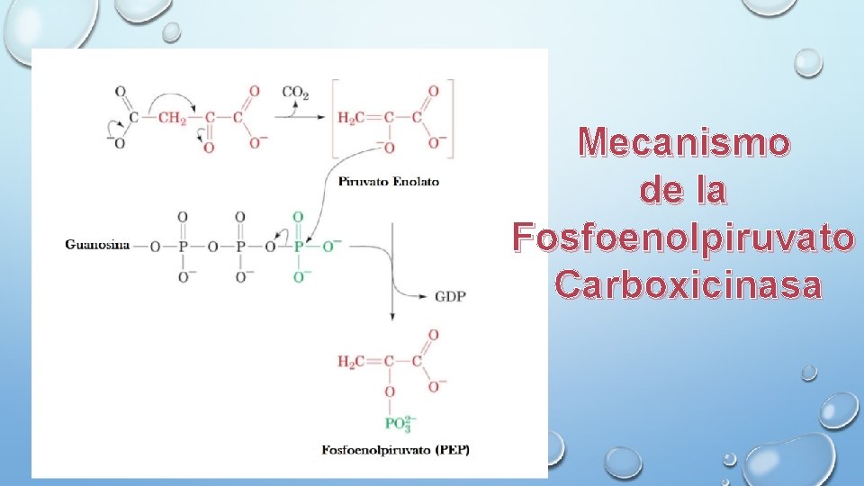 Mecanismo de la Fosfoenolpiruvato Carboxicinasa 