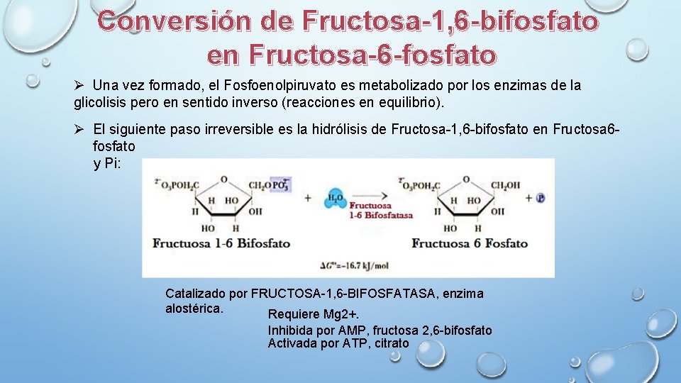 Conversión de Fructosa-1, 6 -bifosfato en Fructosa-6 -fosfato Ø Una vez formado, el Fosfoenolpiruvato