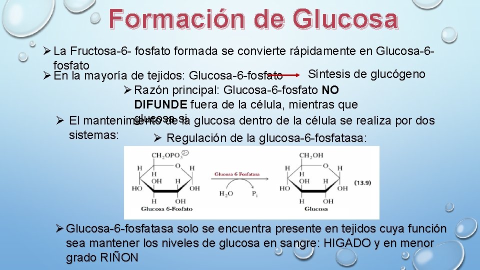 Formación de Glucosa Ø La Fructosa-6 - fosfato formada se convierte rápidamente en Glucosa-6