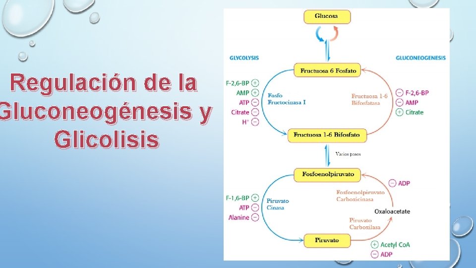 Regulación de la Gluconeogénesis y Glicolisis 