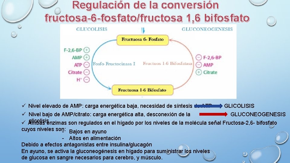 Regulación de la conversión fructosa-6 -fosfato/fructosa 1, 6 bifosfato ü Nivel elevado de AMP: