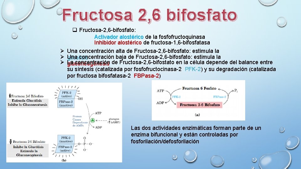 Fructosa 2, 6 bifosfato q Fructosa-2, 6 -bifosfato: Activador alostérico de la fosfofructoquinasa Inhibidor