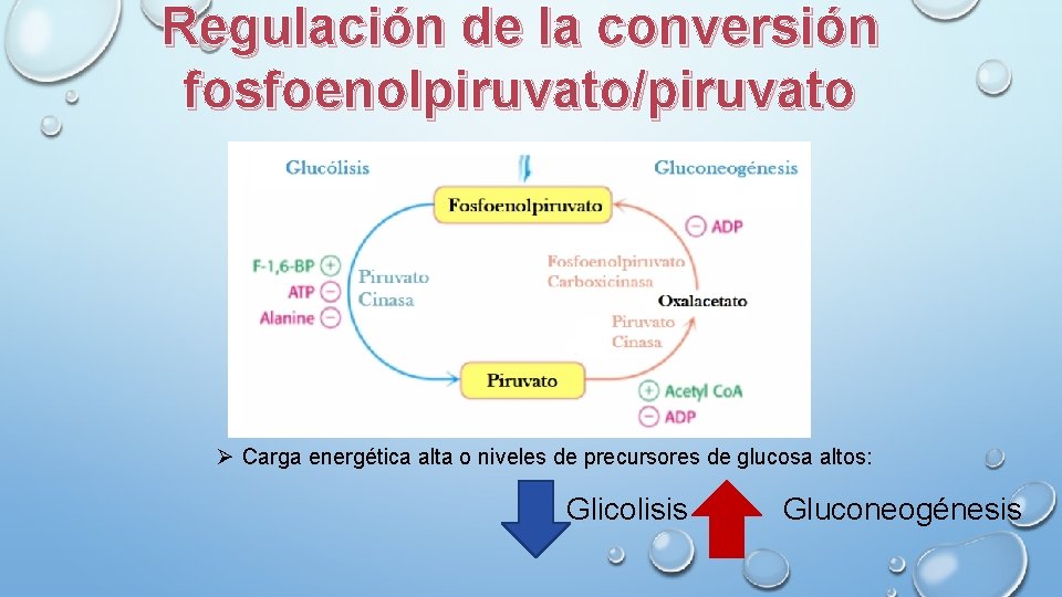 Regulación de la conversión fosfoenolpiruvato/piruvato Ø Carga energética alta o niveles de precursores de