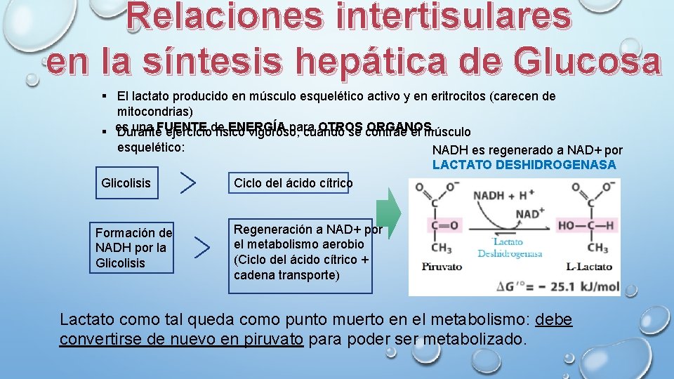 Relaciones intertisulares en la síntesis hepática de Glucosa § El lactato producido en músculo