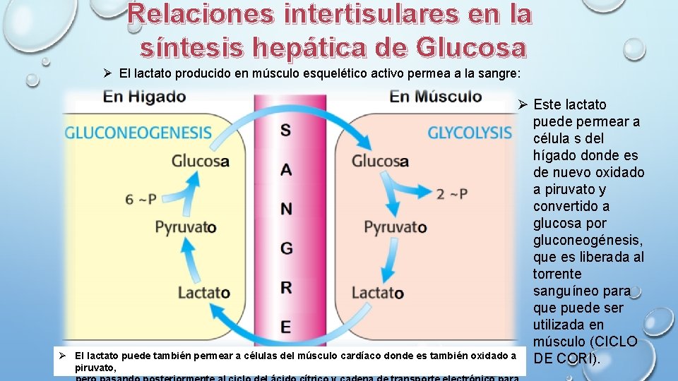 Relaciones intertisulares en la síntesis hepática de Glucosa Ø El lactato producido en músculo
