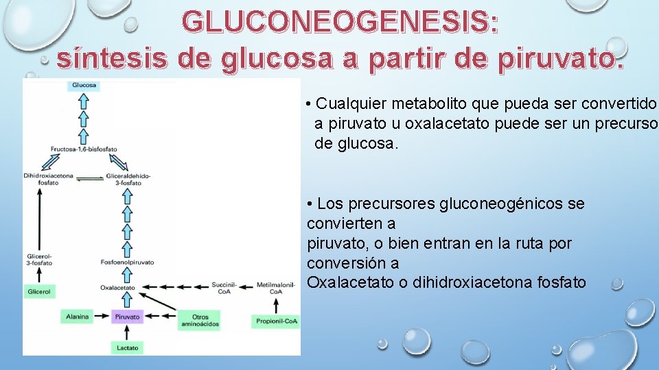 GLUCONEOGENESIS: síntesis de glucosa a partir de piruvato. • Cualquier metabolito que pueda ser