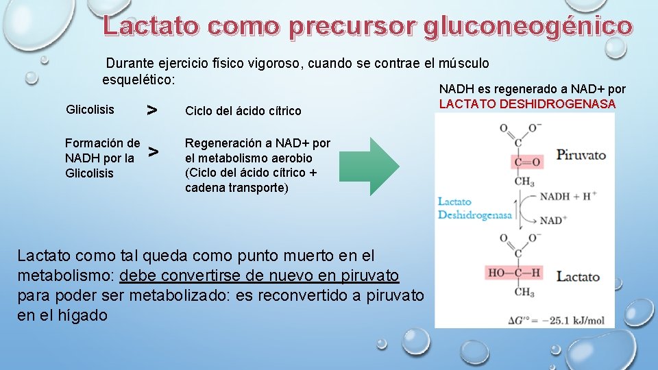 Lactato como precursor gluconeogénico Durante ejercicio físico vigoroso, cuando se contrae el músculo esquelético: