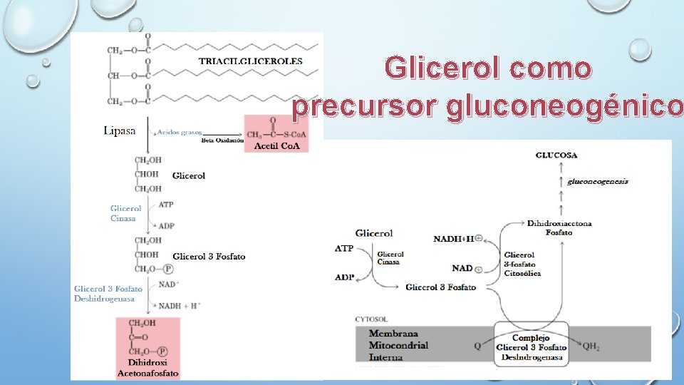 Glicerol como precursor gluconeogénico 