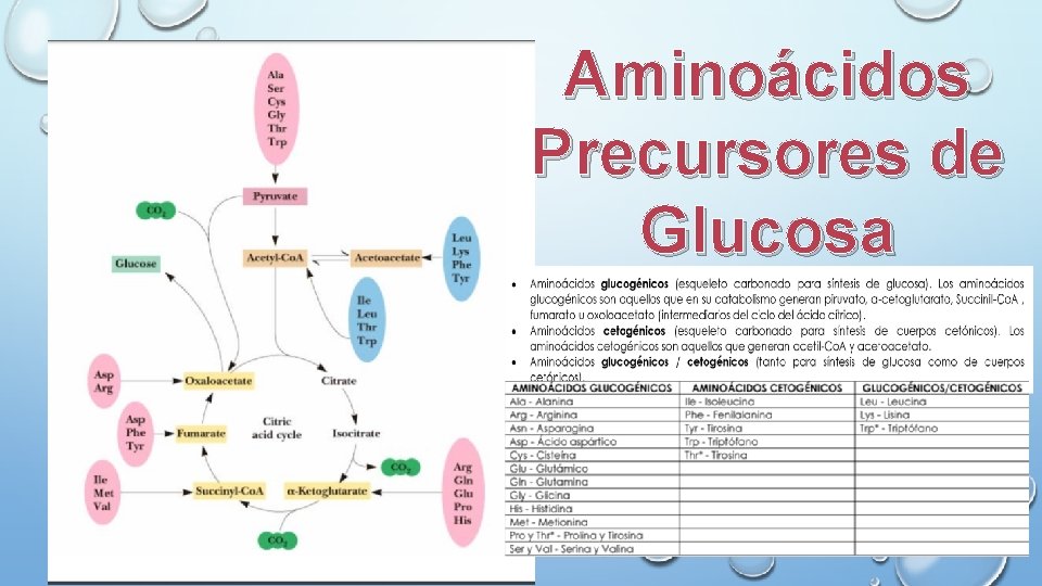 Aminoácidos Precursores de Glucosa 