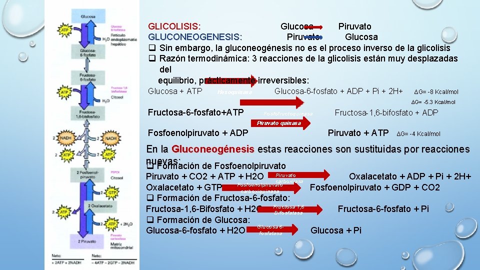 GLICOLISIS: Glucosa Piruvato GLUCONEOGENESIS: Piruvato Glucosa q Sin embargo, la gluconeogénesis no es el