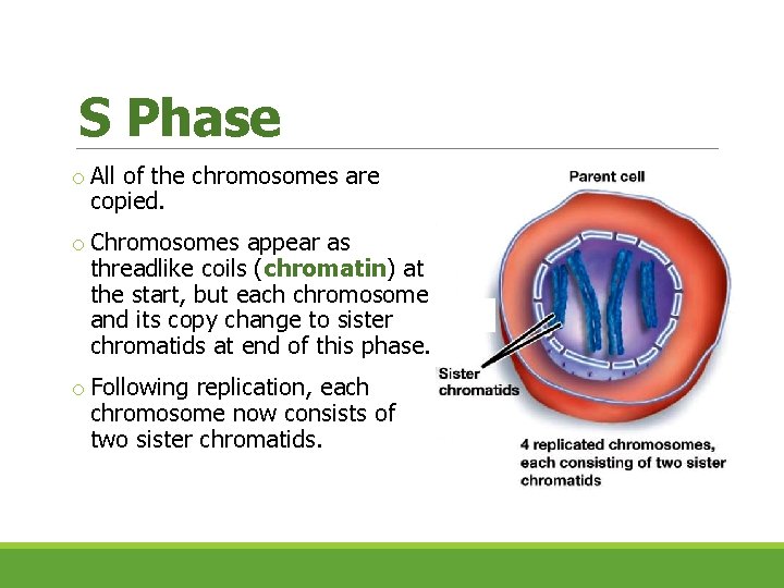 S Phase o All of the chromosomes are copied. o Chromosomes appear as threadlike S Phase o All of the chromosomes are copied. o Chromosomes appear as threadlike