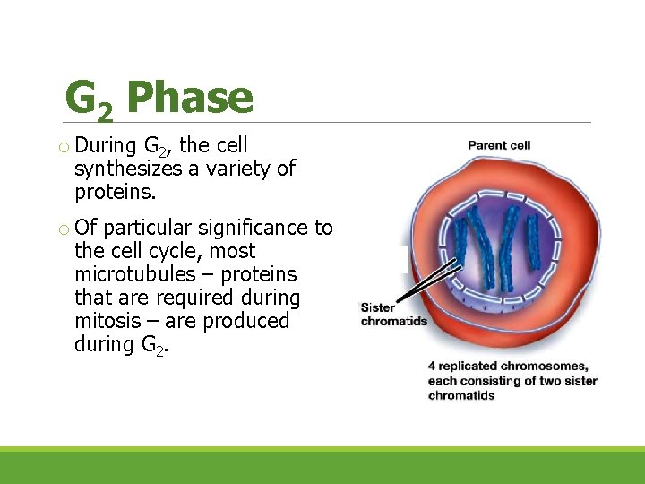 G 2 Phase o During G 2, the cell synthesizes a variety of proteins. G 2 Phase o During G 2, the cell synthesizes a variety of proteins.