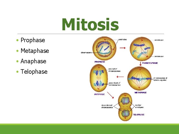 Mitosis • Prophase • Metaphase • Anaphase • Telophase  Mitosis • Prophase • Metaphase • Anaphase • Telophase