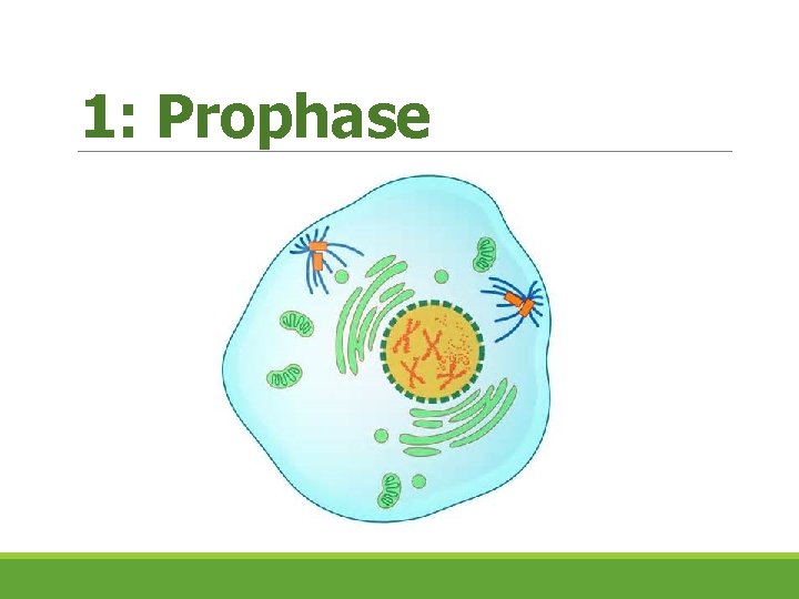 1: Prophase  1: Prophase