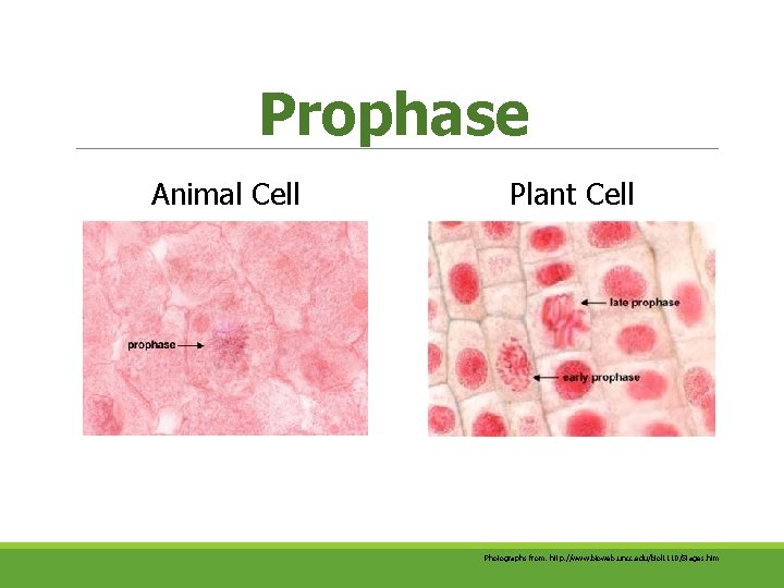 Prophase Animal Cell Plant Cell Photographs from: http: //www. bioweb. uncc. edu/biol 1110/Stages. htm Prophase Animal Cell Plant Cell Photographs from: http: //www. bioweb. uncc. edu/biol 1110/Stages. htm