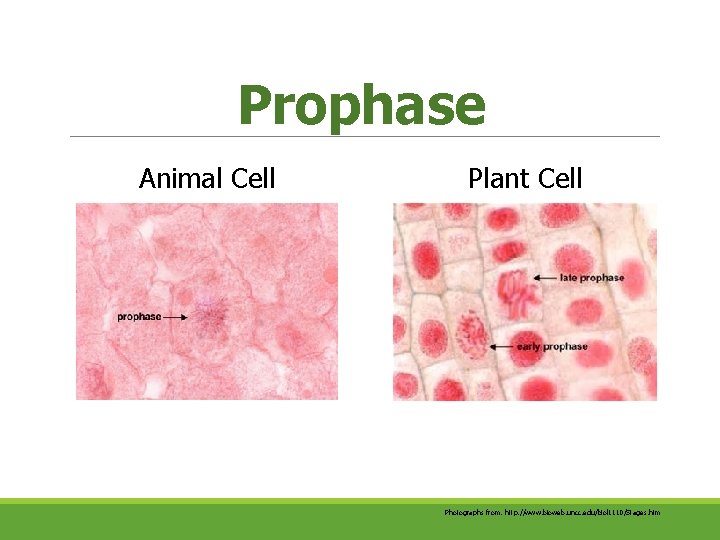 Prophase Animal Cell Plant Cell Photographs from: http: //www. bioweb. uncc. edu/biol 1110/Stages. htm