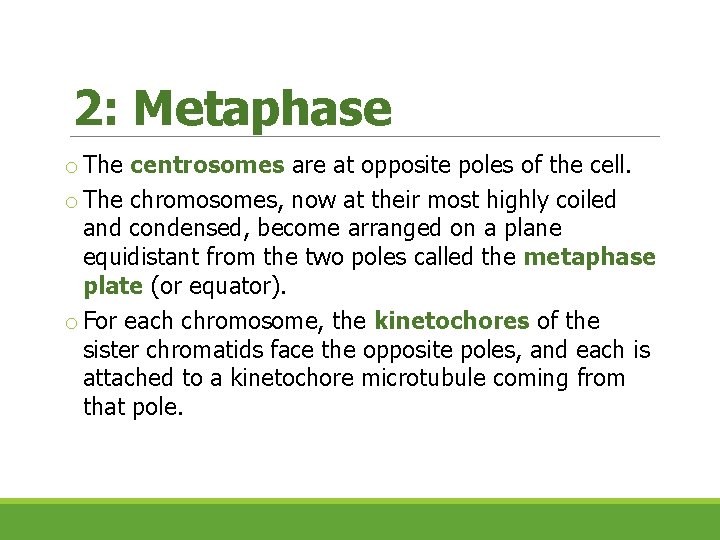 2: Metaphase o The centrosomes are at opposite poles of the cell. o The