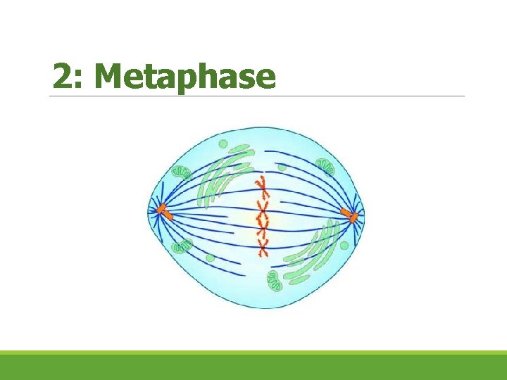 2: Metaphase  2: Metaphase