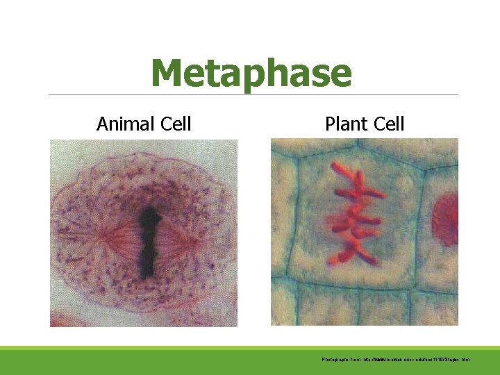 Metaphase Animal Cell Plant Cell Photographs from: http: //www. bioweb. uncc. edu/biol 1110/Stages. htm