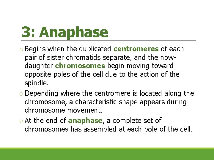 3: Anaphase o Begins when the duplicated centromeres of each pair of sister chromatids 3: Anaphase o Begins when the duplicated centromeres of each pair of sister chromatids